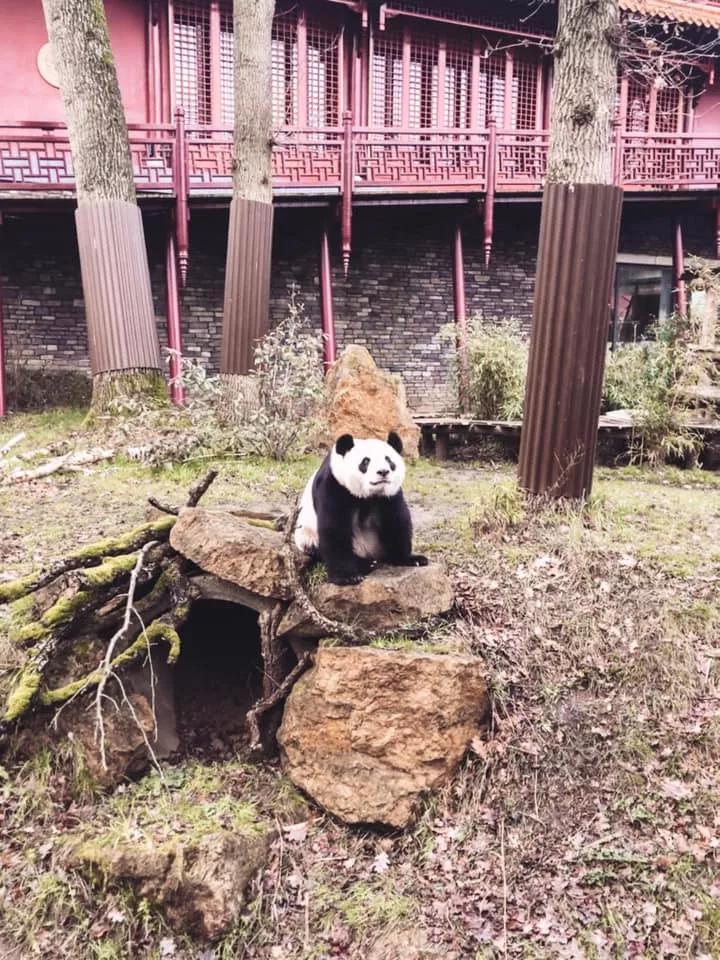 终于拍到熊猫,终于拍到了可爱的大熊猫