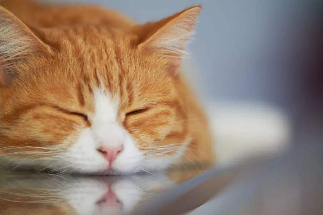 猫咪尿液怎么处理,猫咪尿液沉淀有血