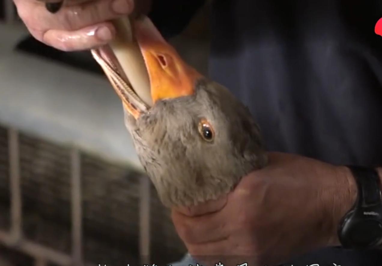 强迫进食，“填鸭式”育肥，用酒溺死后再烤，法国大餐的残忍吃法
