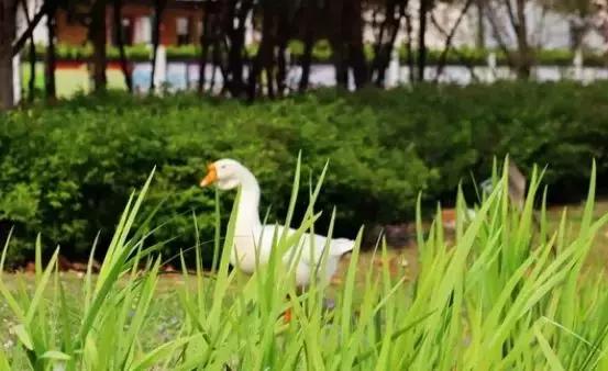 谢谢你,吴江哪个中学好