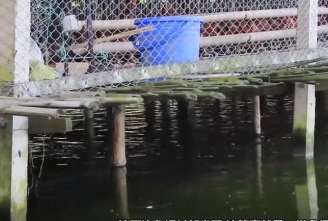 养鸡养鱼共养模式,大棚养鸡养鱼技术