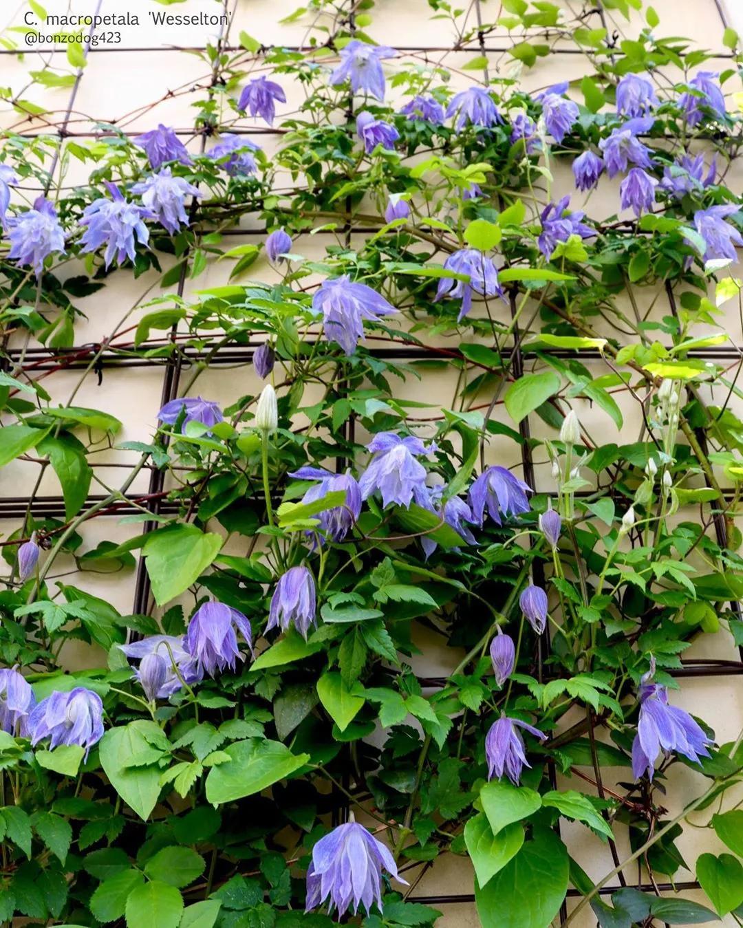 藤本植物皇后铁线莲,藤本皇后铁线莲品种