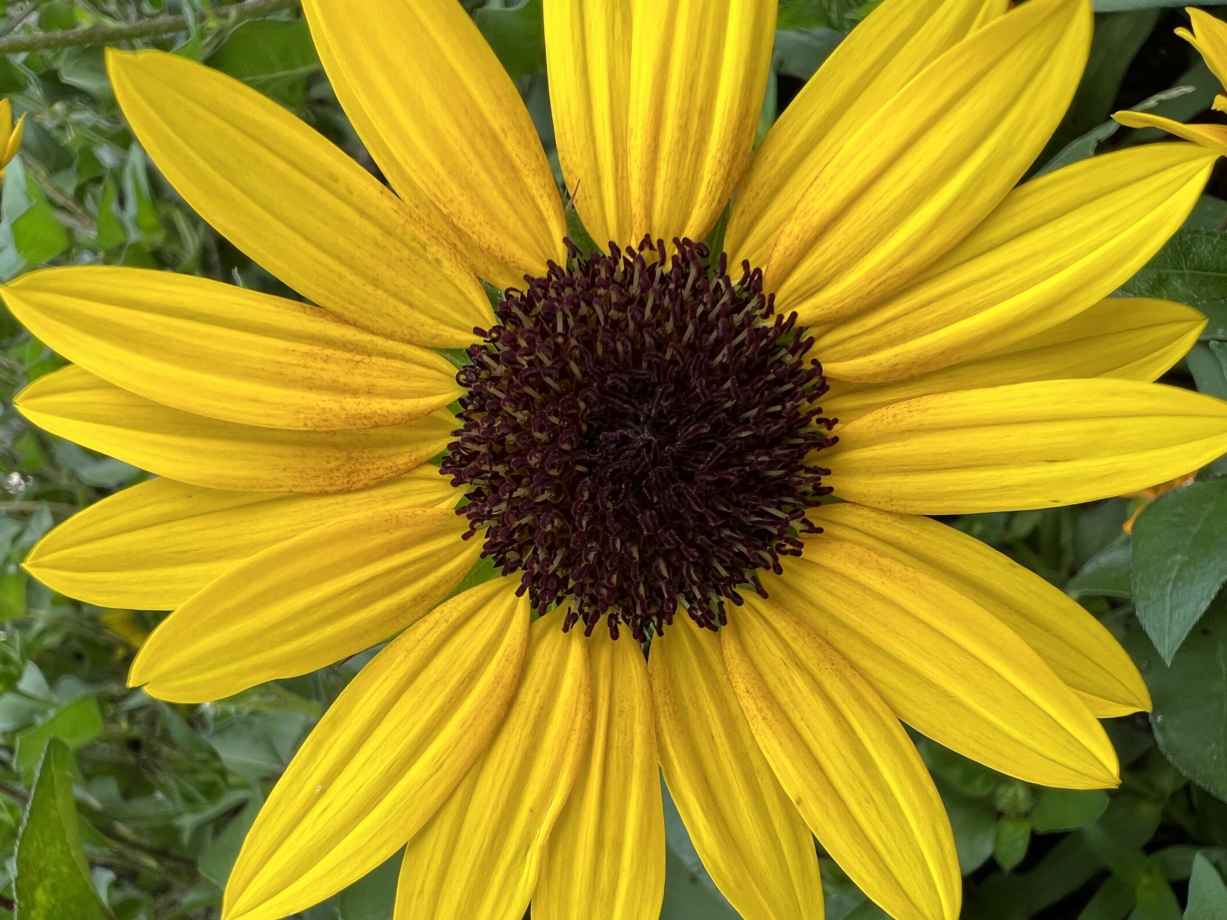 iphoneoppo样张对比,oppo与苹果拍照样张比较