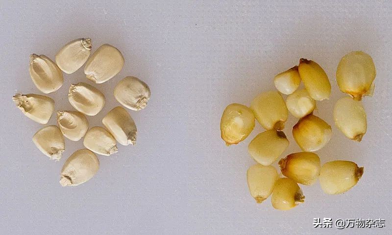 因为人类大量种植玉米，可爱的小动物吃掉了自己的孩子