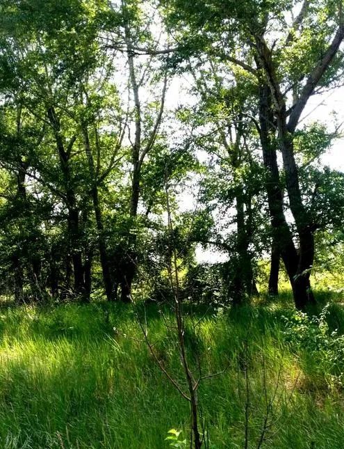 实受蛋儿“老憨儿”