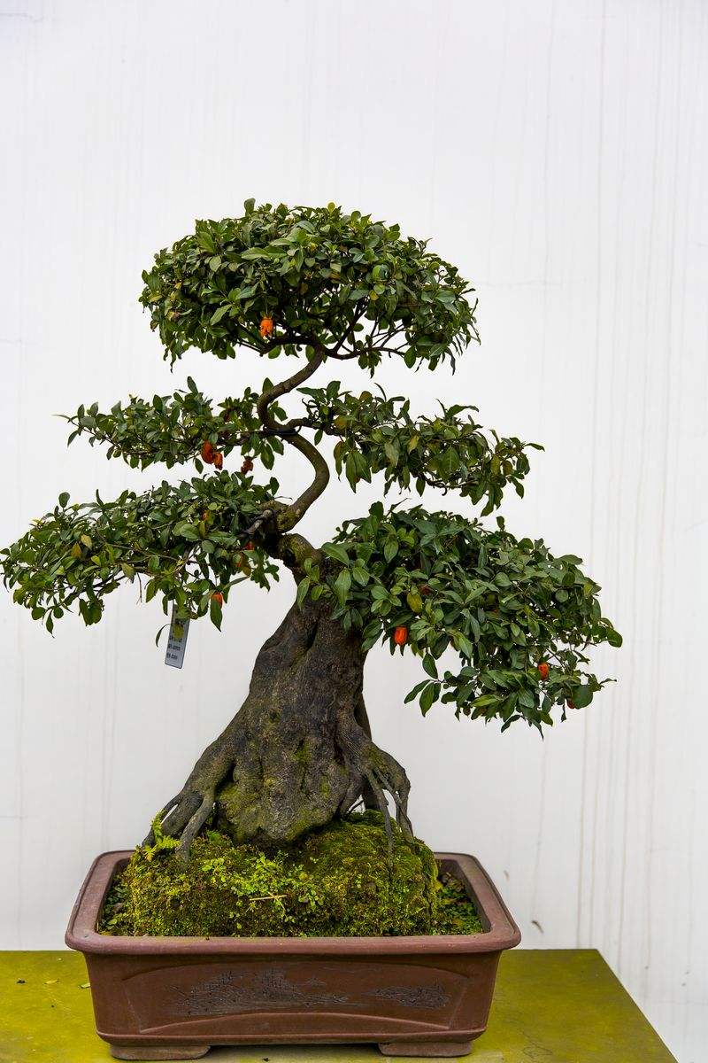 养盆景技巧,盆景修剪的基本方法