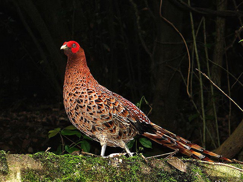 东江揽胜,惠州淡水常见鸟类图谱