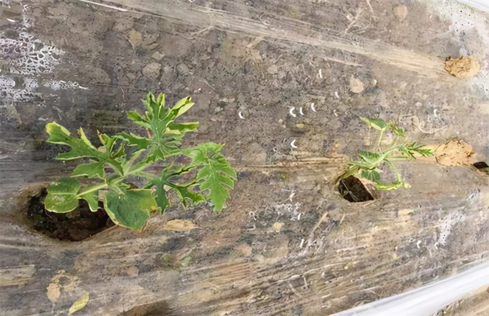 西瓜僵苗弱苗如何快速恢复,西瓜僵果原因