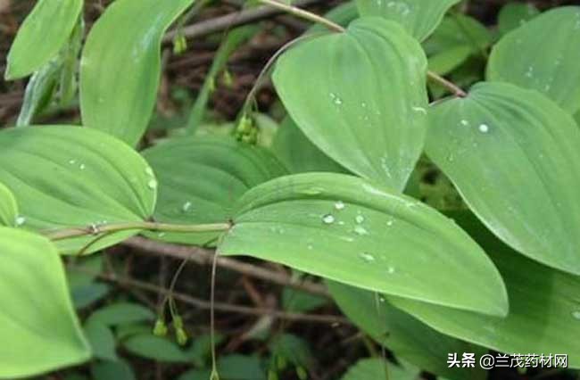中药材黄精种植技术与栽培管理,中药黄精的种植方法和市场前景