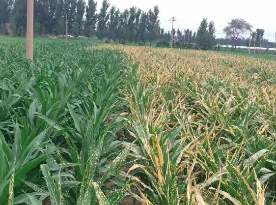 水稻除草剂药害叶片褐斑怎么回事,怎么解除玉米除草剂的药害
