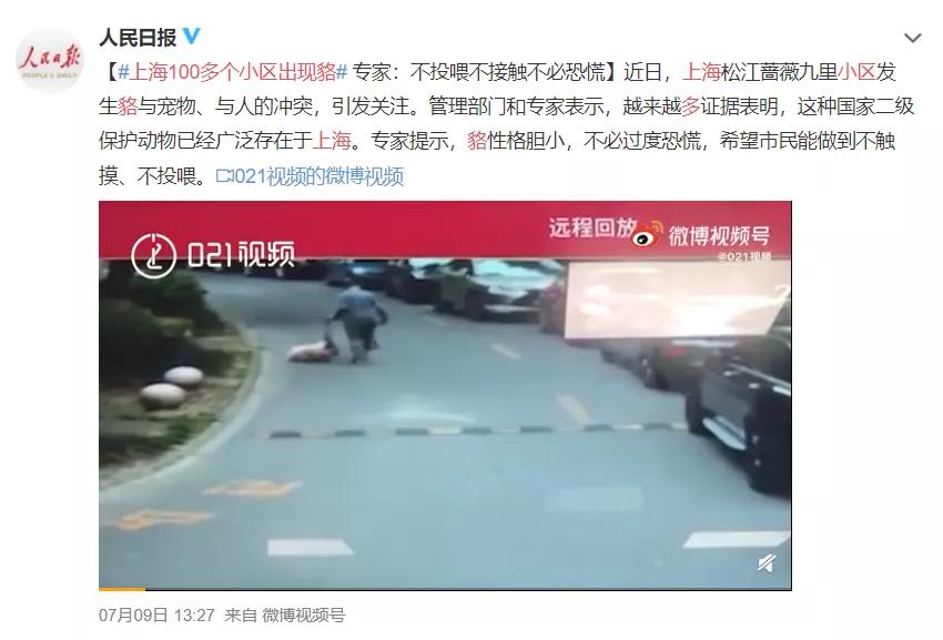 大象还没走，貉又来了！上海100多个小区出现，长得很像小浣熊？