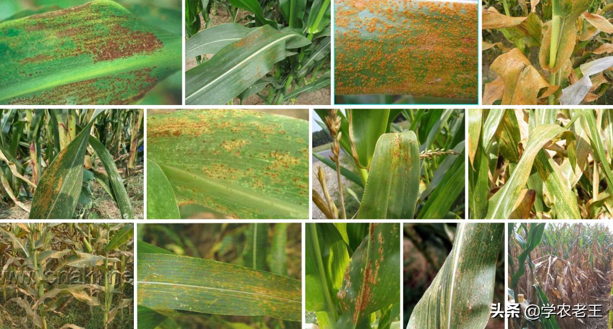 锈病的防治方法,锈病频发怎么办