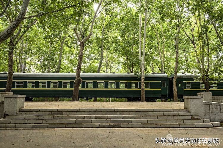 济南的法国梧桐,济南梧桐树美景