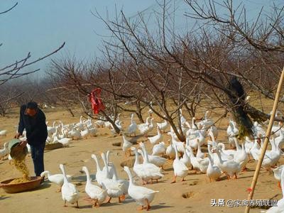 养鹅行情不好怎么改变,今年鹅价格最新行情