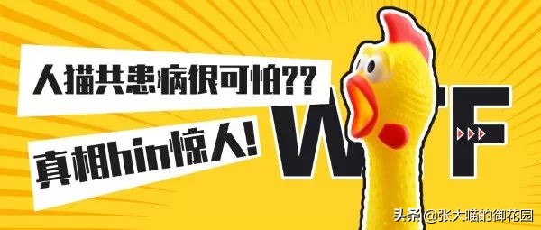 辟谣猫咪传染狂犬病的真相,猫咪是否传染新冠