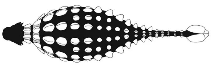 百科英语|甲龙:我自有盔甲,大型食肉龙也不怕