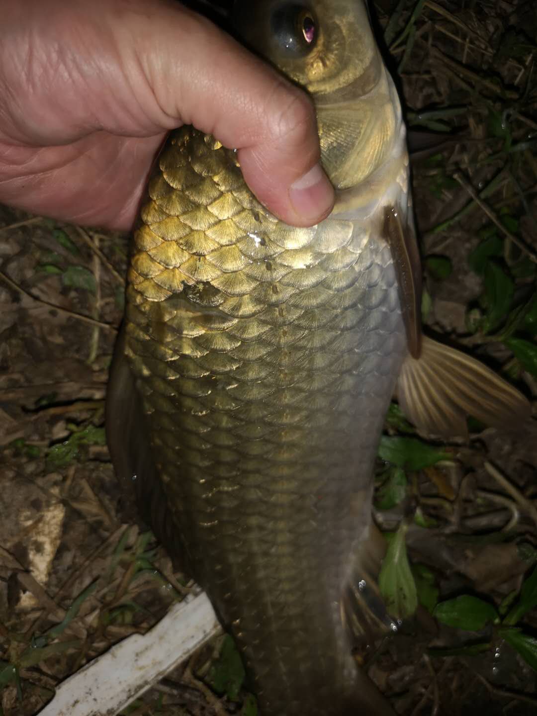 冬季钓鱼怎么避免小杂鱼,冬天闹小鱼严重的地方如何钓鲫鱼