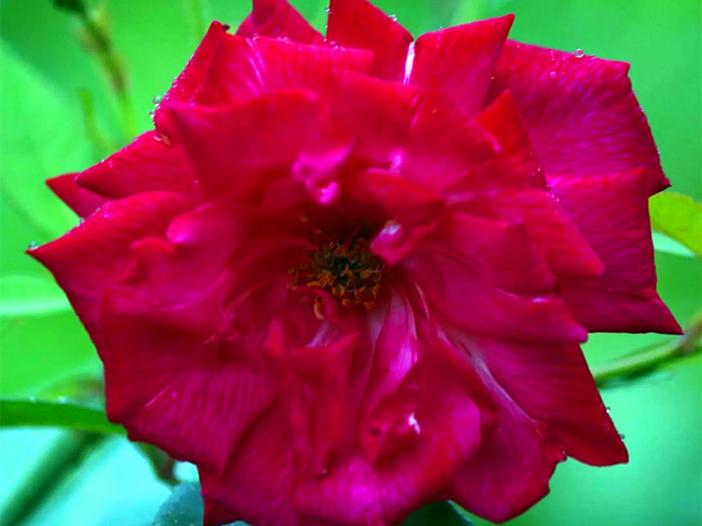 月季什么品种四季开花又香最好,四季开花的中国古老月季品种