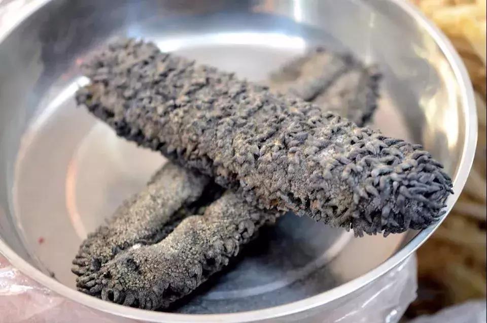 海参物种科普,海参100种图片