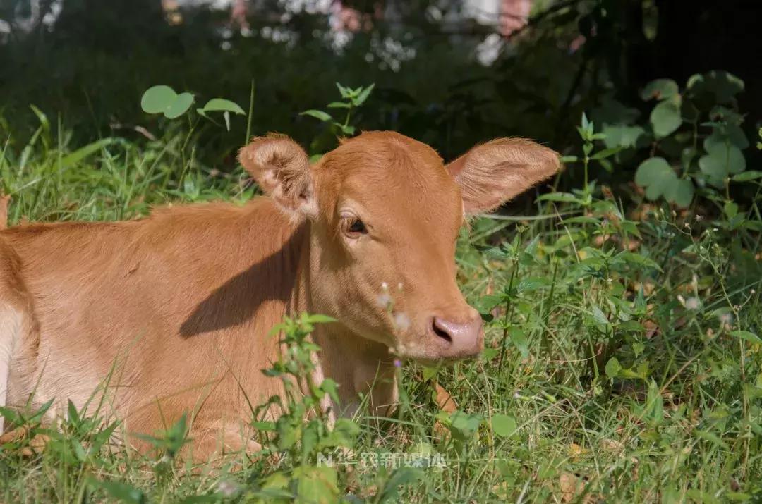 深圳养牛的真实经历,广东养牛的现状