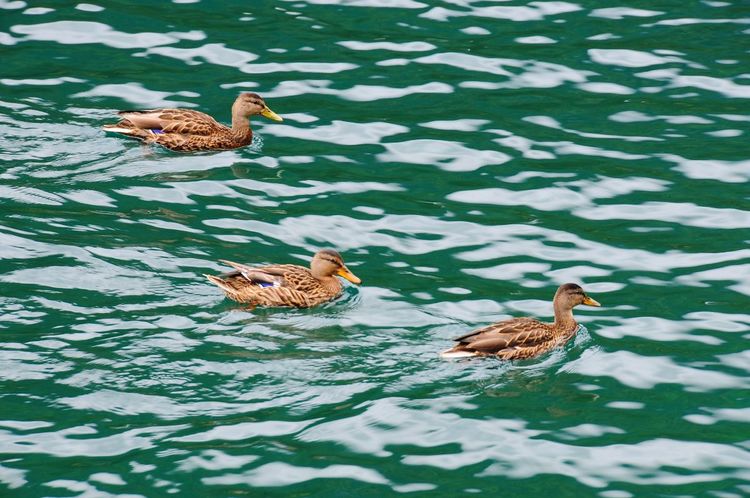 九寨沟最美的十个景点,九寨沟最美的景点排名前十