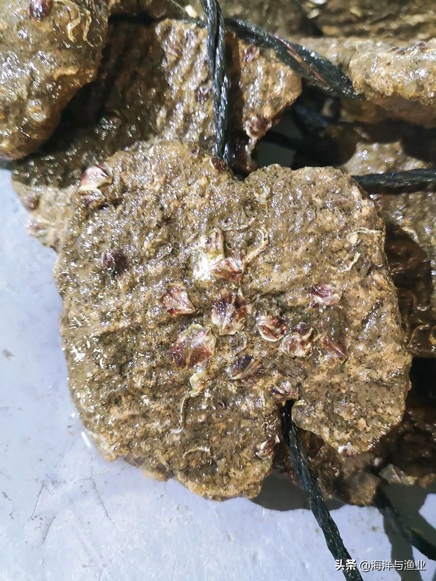 「绿色养殖」*江阳**天博水产:绿色育苗,让“蚝宝宝”吃饱喝好