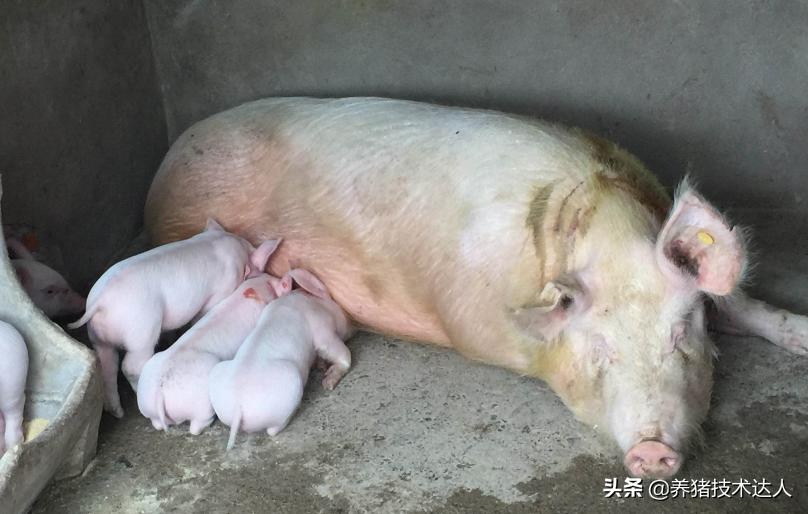 母猪产前产后不吃食怎么回事,怀孕母猪体温39.5度不吃料怎么办