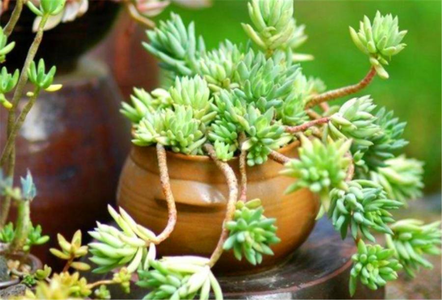 怎样才能让千佛手爆盆,千佛手爆盆以后怎么处理