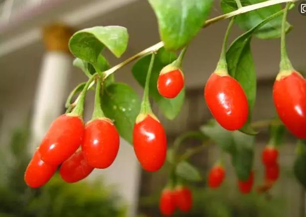 宁夏五宝的名称与用途,宁夏五宝改造