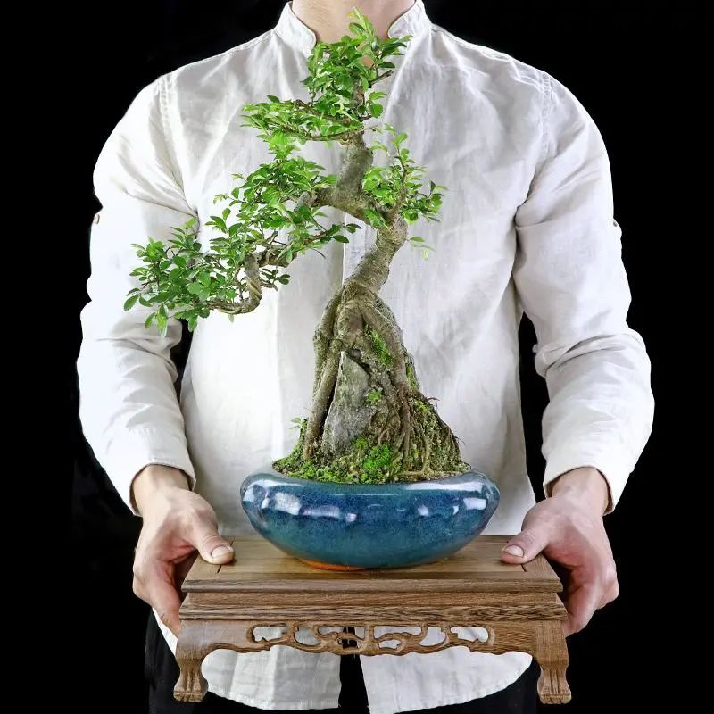 自己上山挖树根做盆景有前景吗,山上挖回来的树根怎么做成盆景