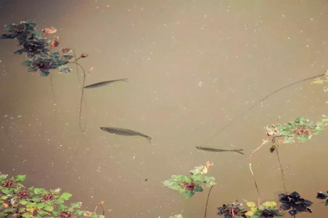 凉山彝族自治州邛海湿地,走进西昌邛海湿地