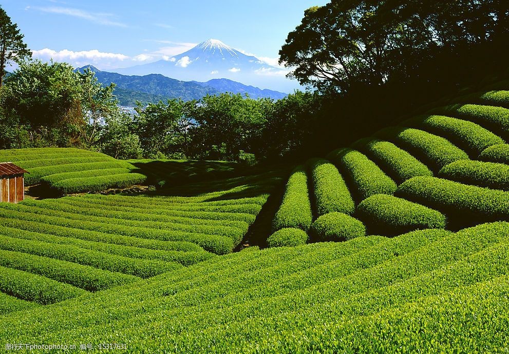 云南滇红品鉴,茗香识茶