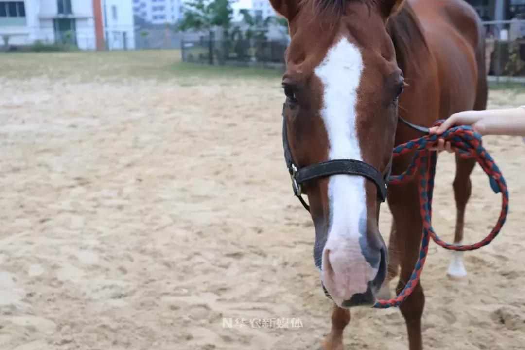 深圳养牛的真实经历,广东养牛的现状