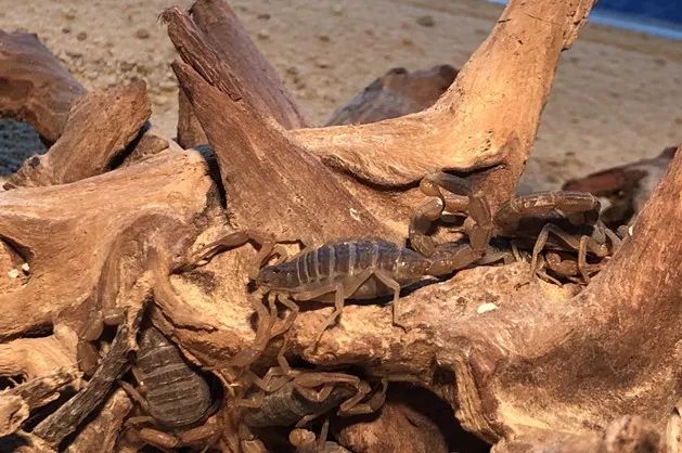 海洋剧场秀、丛林萌宠乐园、风车向阳花，昆明热闹新春，属于它