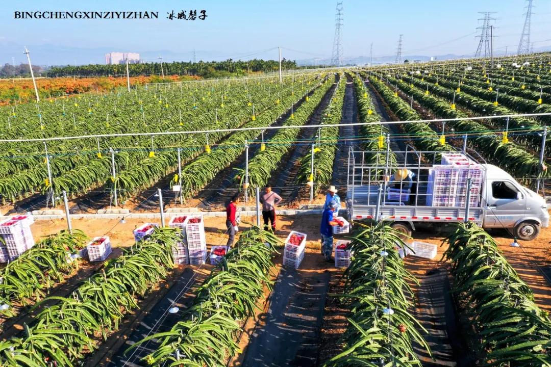 附近的火龙果采摘园海南,海南火龙果采摘