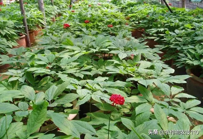 谁说农业不赚钱？！一亩收益60万，试过这3个新玩法的菜农赚嗨了