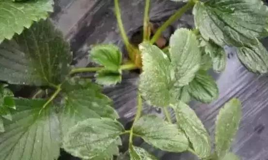 草莓炭疽病与根腐病是什么引起的,安徽草莓炭疽病零星发病怎么办