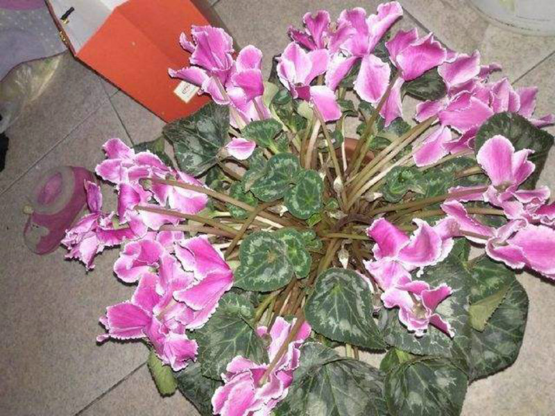 仙客来刚买了三天花茎发蔫弯下来,买回来的仙客来叶子打蔫了怎么办