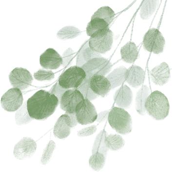 温州乐清900多岁的“树王”,长这样