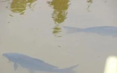 天气变冷鱼缺氧是怎么回事,天气高温忽然降温鱼口怎样