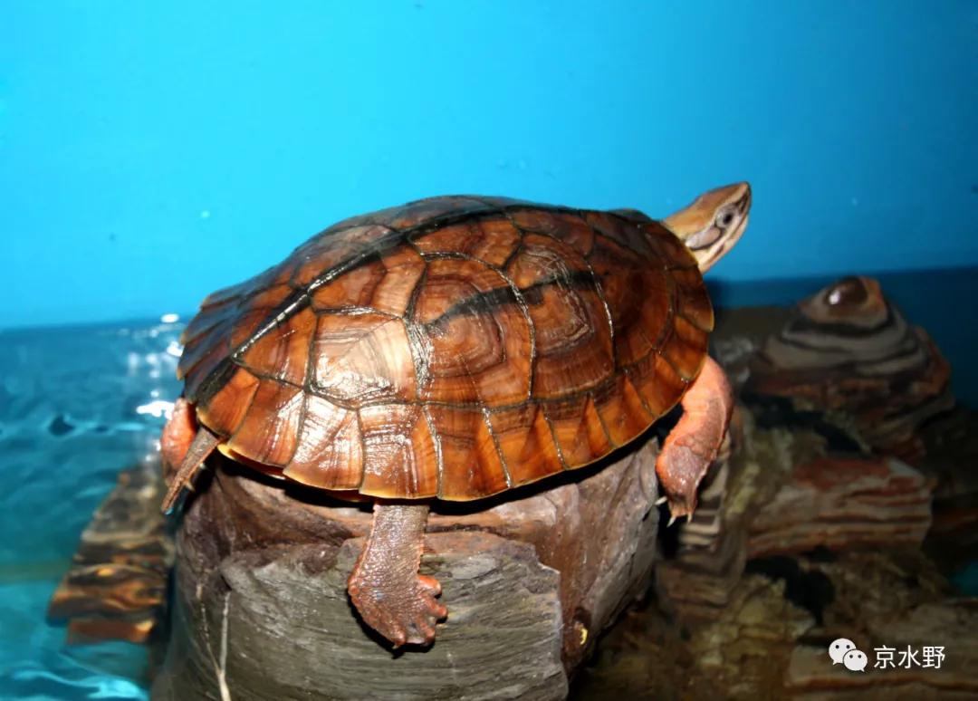 吉祥宠物金钱龟养殖与药用,金钱龟长寿的寓意