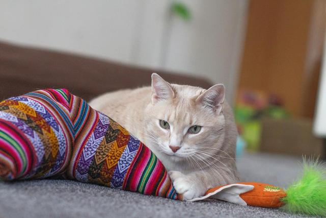 怎样预防猫咪毛球症,猫咪毛球在宠物医院怎么处理