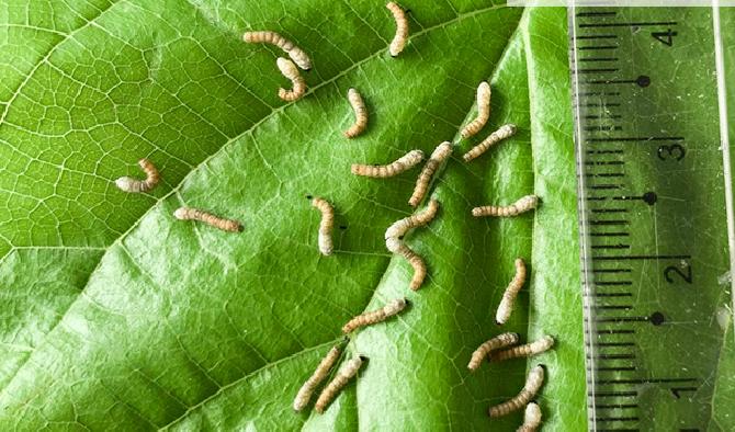 让孩子养个蚕宝宝,小学生在家里怎么养蚕宝宝