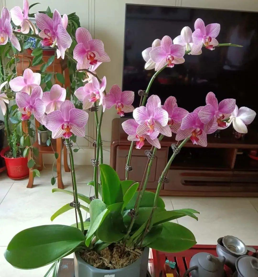 什么花适合室内养不需要阳光,阴冷的花