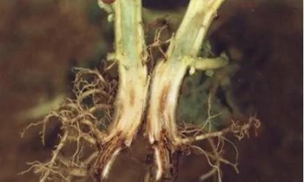 马铃薯常见病虫害及防治方法,马铃薯病虫害诊断与防治论文