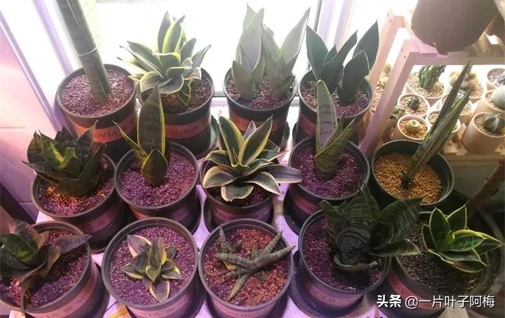 虎皮兰该如何正确养护,虎皮兰叶子发软怎么修剪