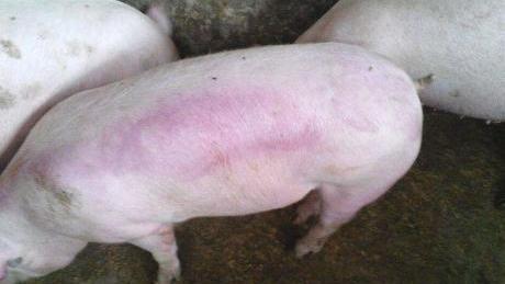 母猪晚上吃料正常，早上突然死亡口腔流血是什么病，如何治疗？