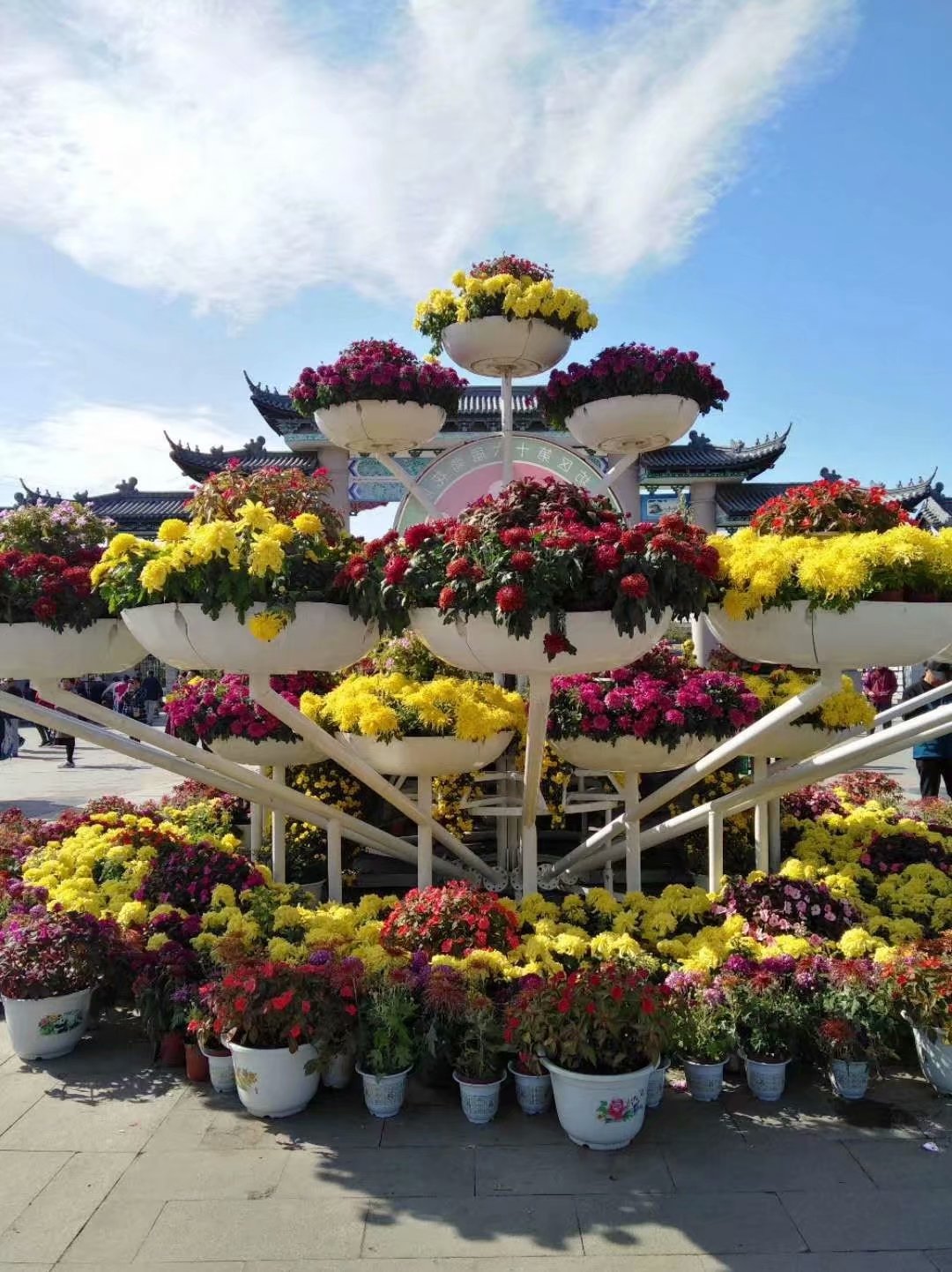 菊香九月香,菊花飘香散文