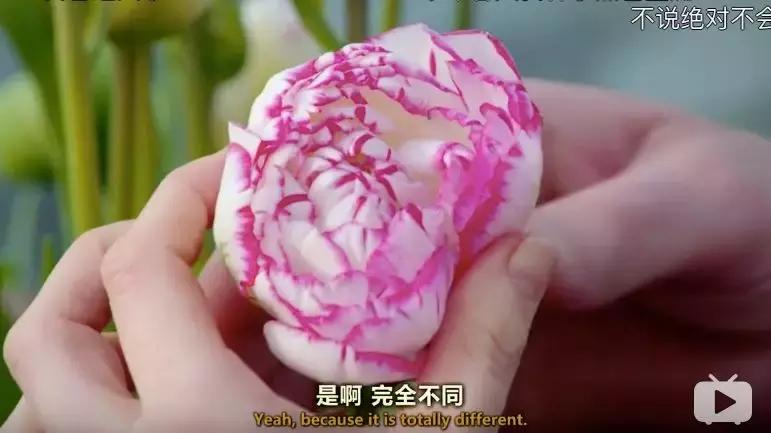 世界第一鲜花市场视频,bbc探秘墨西哥毒品战争