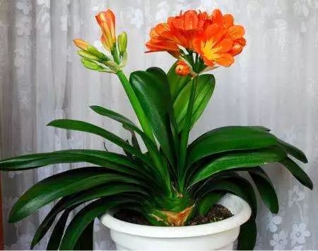 花卉绿植要怎么养护才长得好,养花技巧家庭养护绿植的小方法